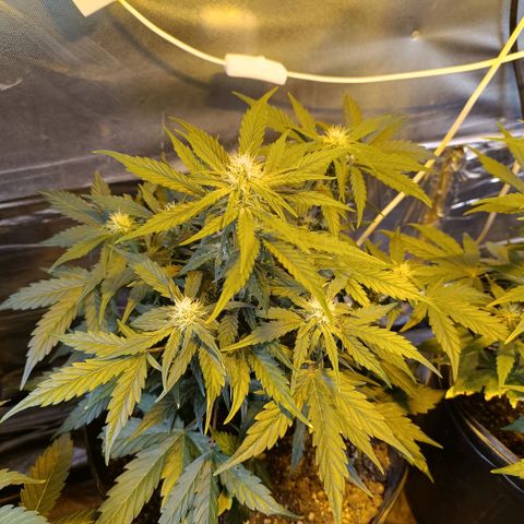 Ak 47 growlog timeline photo