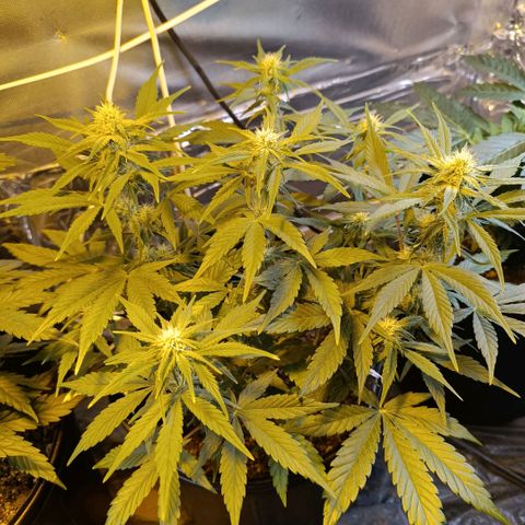 London cheese  growlog timeline photo