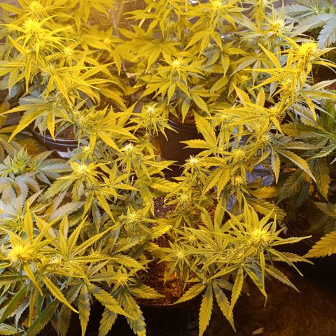 Lemon haze growlog timeline photo