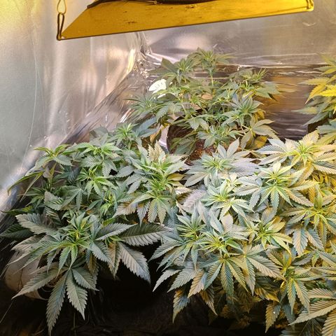 Northern lights  #1 growlog photo: HST nas 2 principais ramificações da 4 