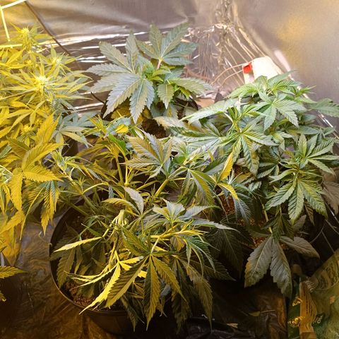 Northern lights  #1 growlog photo: HST nas 2 principais ramificações da 4 