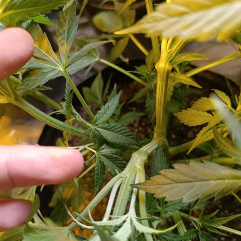 Northern lights  #1 growlog photo: HST nas 2 principais ramificações da 4 