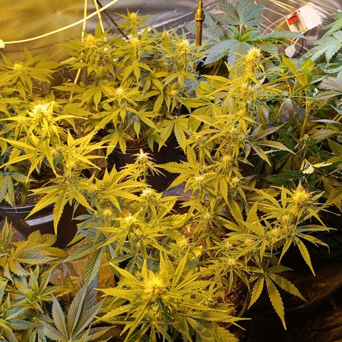 Lemon haze growlog timeline photo