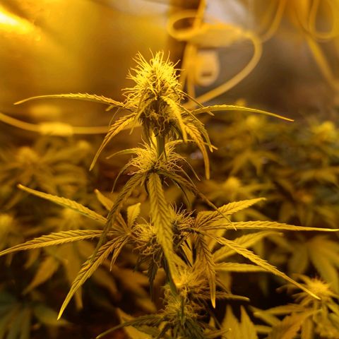 Lemon haze growlog timeline photo