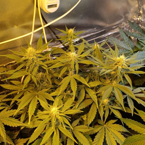 London cheese  growlog timeline photo