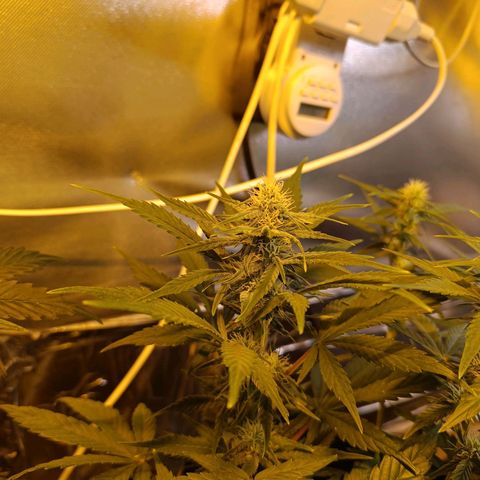 London cheese  growlog timeline photo