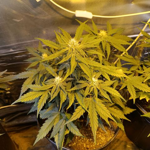 Ak 47 growlog timeline photo