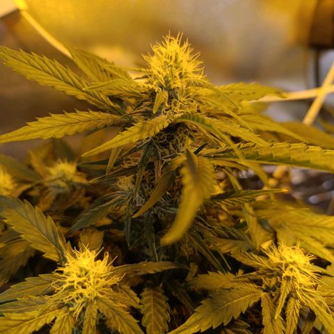 Ak 47 growlog timeline photo