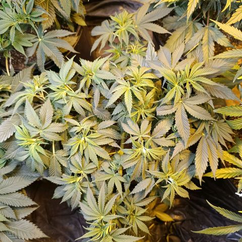 Northern lights  #1 growlog photo: Defolha na 1 e 3 