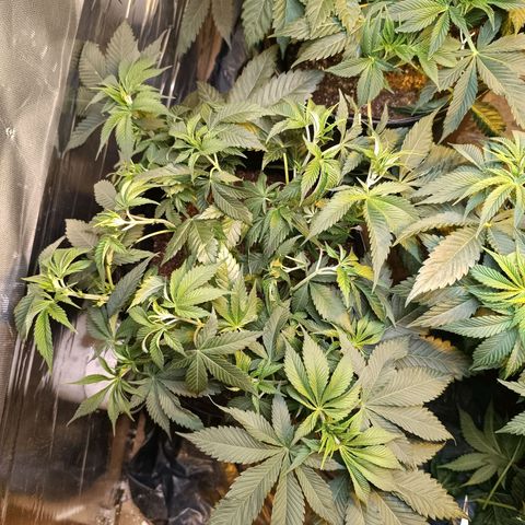 Northern lights  #1 growlog photo: Defolha na 1 e 3 