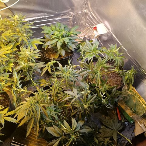 Northern lights  #1 growlog timeline photo