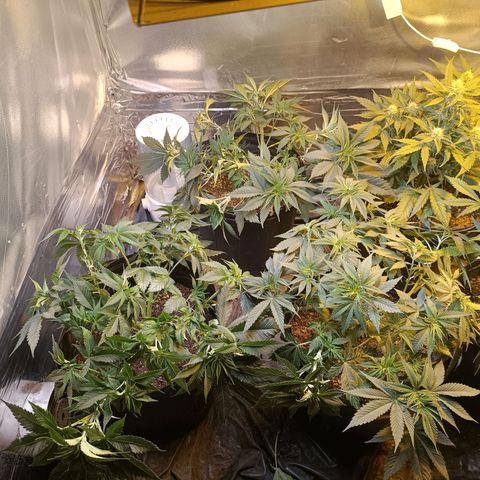 Northern lights  #1 growlog timeline photo