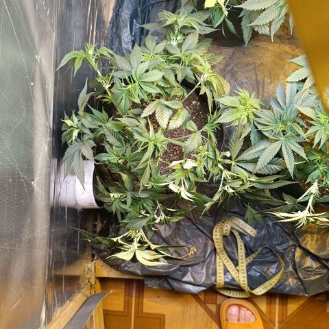 Northern lights  #1 growlog photo: NL1 - Ajuste no LST e leve canela seca 