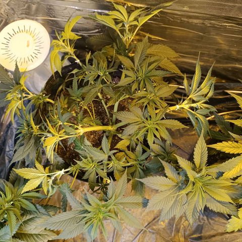 Northern lights  #1 growlog photo: NL2 - Ajuste LST e leve canela seca 