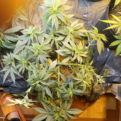 Northern lights  #1 growlog photo: NL 3 - ajuste LST e leve canela seca 