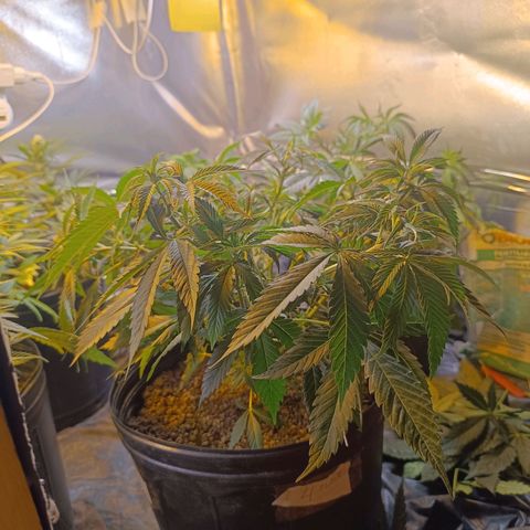 Northern lights  #1 growlog photo: NL 4 - LST feito com arame 