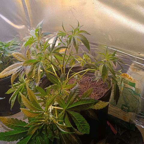 Northern lights  #1 growlog photo: LST e poda nos galhos que não dava pra amarrar 