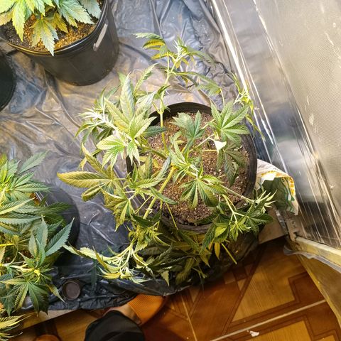 Northern lights  #1 growlog photo: LST e poda nos galhos que não dava pra amarrar 