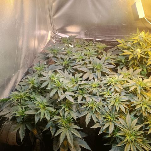 Northern lights  #1 growlog timeline photo
