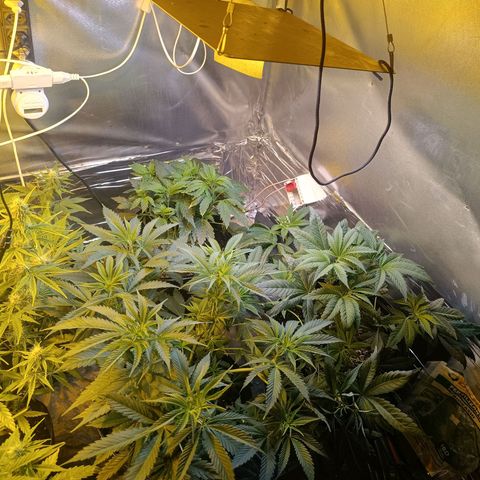 Northern lights  #1 growlog timeline photo