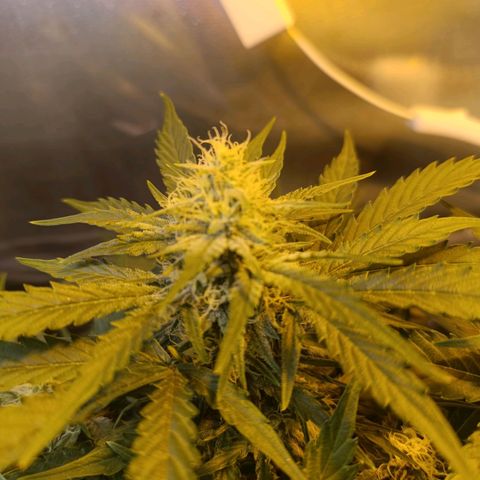 Ak 47 growlog timeline photo