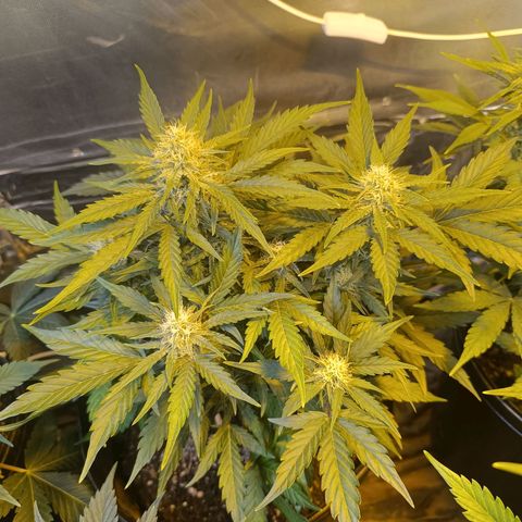 Ak 47 growlog timeline photo