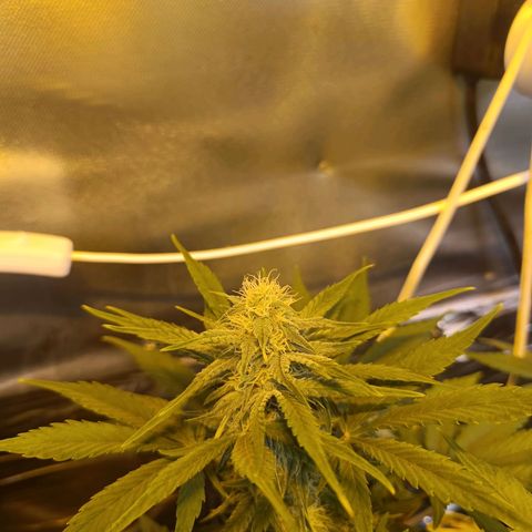 London cheese  growlog timeline photo