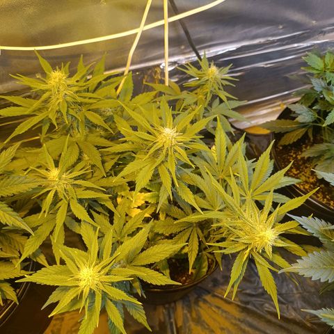 London cheese  growlog timeline photo