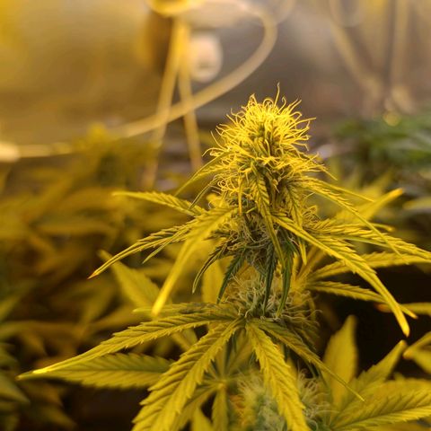 Lemon haze growlog timeline photo