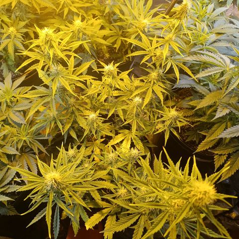 Lemon haze growlog timeline photo