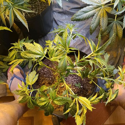 Northern lights  #1 growlog photo: NL 5 
LST em galhos que estavam se destacando e galhos mais frágeis mantidos normal
Leve defolha para diminuir sobra 
