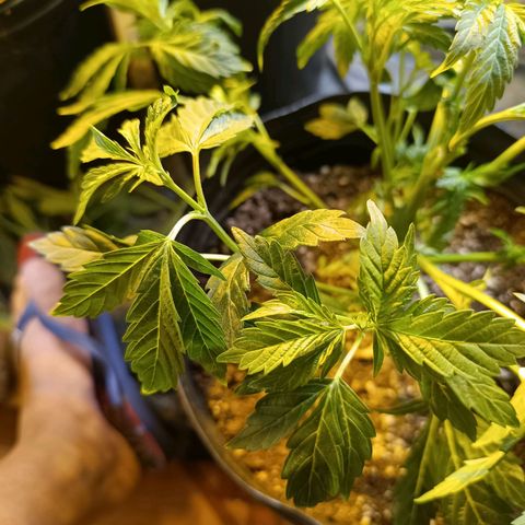 Northern lights  #1 growlog photo: NL 5 
LST em galhos que estavam se destacando e galhos mais frágeis mantidos normal
Leve defolha para diminuir sobra 
