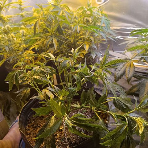 Northern lights  #1 growlog photo: NL 5 
LST em galhos que estavam se destacando e galhos mais frágeis mantidos normal
Leve defolha para diminuir sobra 
