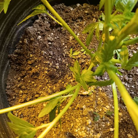 Northern lights  #1 growlog photo: NL 5 
LST em galhos que estavam se destacando e galhos mais frágeis mantidos normal
Leve defolha para diminuir sobra 

