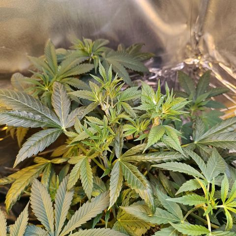 Northern lights  #1 growlog photo: Defolha na 5 