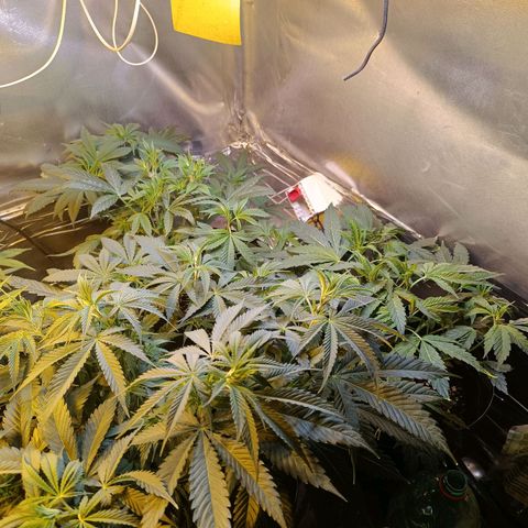 Northern lights  #1 growlog photo: Defolha na 5 