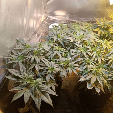 Northern lights  #1 growlog photo: Defolha na 5 