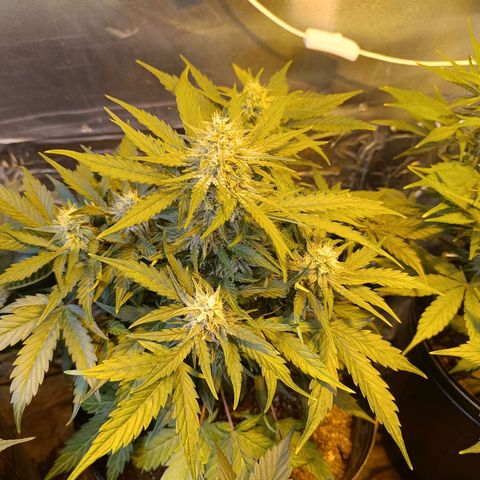 Ak 47 growlog timeline photo