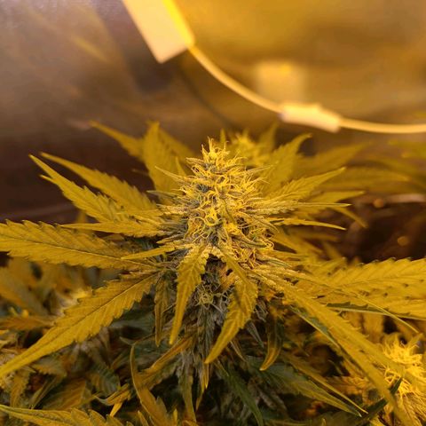 Ak 47 growlog timeline photo