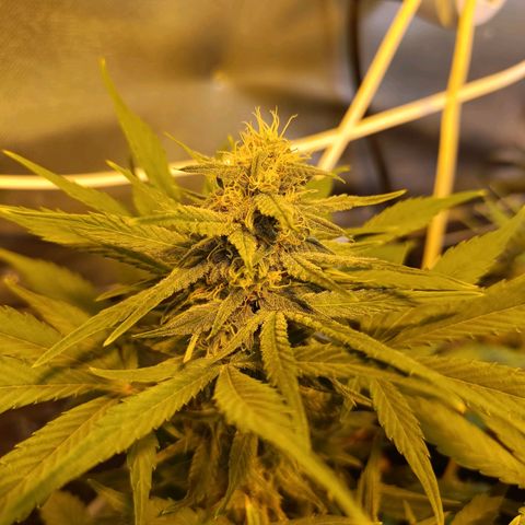 London cheese  growlog timeline photo