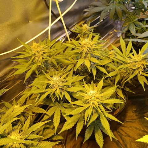 London cheese  growlog timeline photo