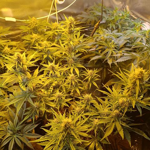Lemon haze growlog timeline photo
