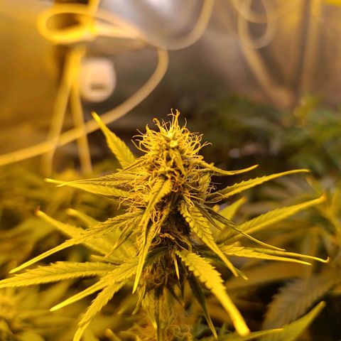 Lemon haze growlog timeline photo