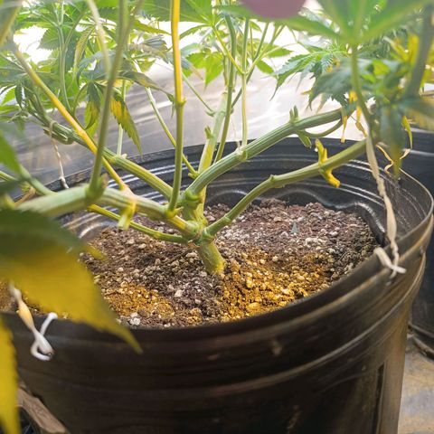 Northern lights  #1 growlog timeline photo