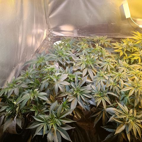 Northern lights  #1 growlog timeline photo