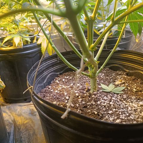 Northern lights  #1 growlog timeline photo