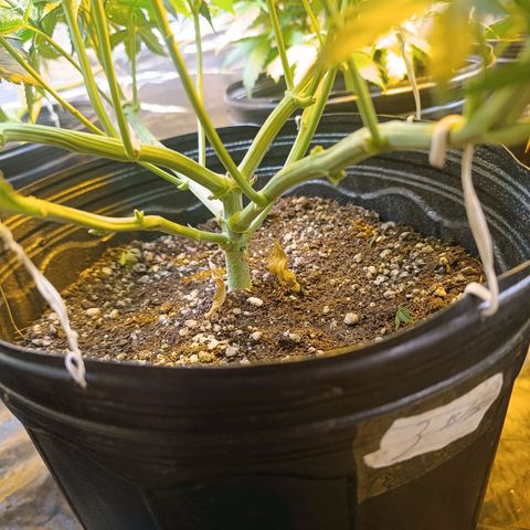 Northern lights  #1 growlog timeline photo