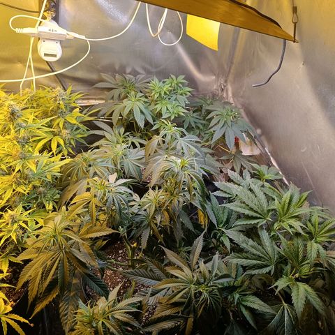 Northern lights  #1 growlog timeline photo