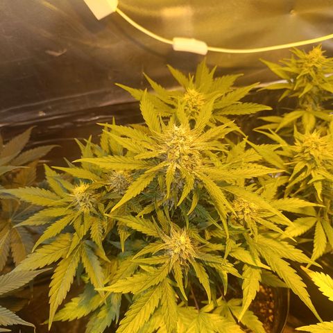 Ak 47 growlog timeline photo