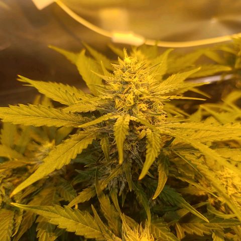 Ak 47 growlog timeline photo